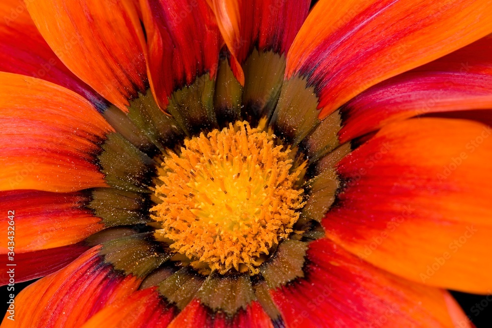 Close up macro photo of a orange Gazania daisy flower Close up macro photo of a orange Gazania daisy flower