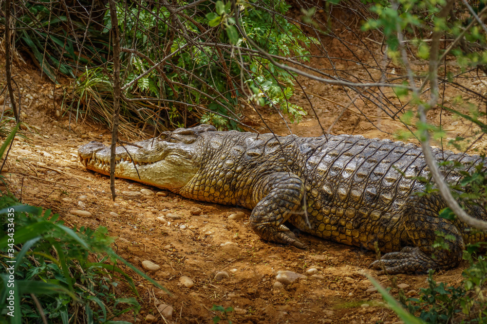 Nile crocodile (Crocodylus niloticus) on a riverbank, Murchison Falls National Park, Uganda. Nile crocodile (Crocodylus niloticus) on a riverbank, Murchison Falls National Park, Uganda.