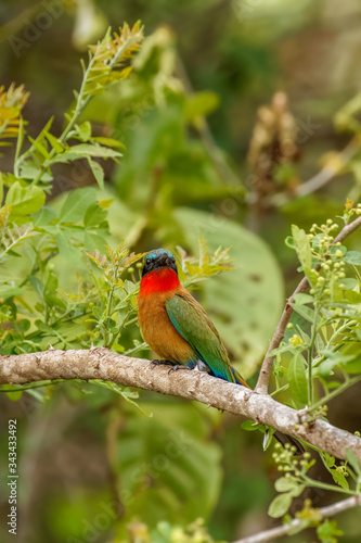 The red-throated bee-eater (Merops bulocki) sitting on a branch, Murchison Falls National Park, Uganda.