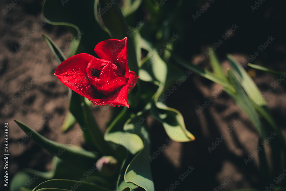 single red tulip