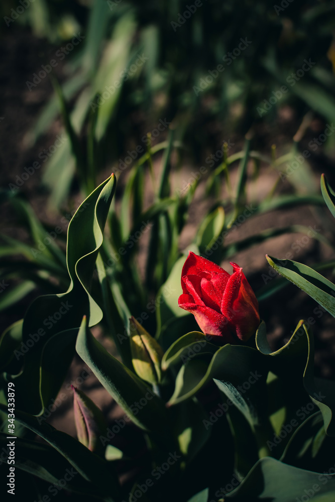 red tulip in the garden