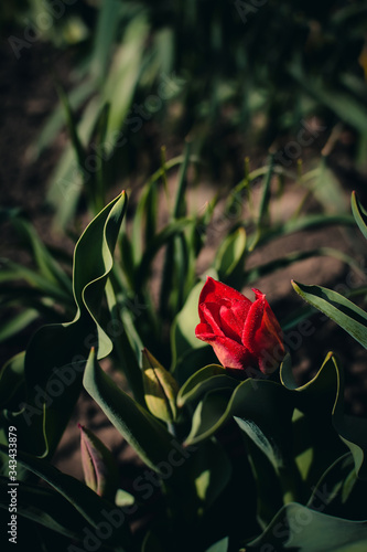 Obraz na płótnie red tulip in the garden w salonie