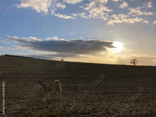 An akita dog in the field during sunset