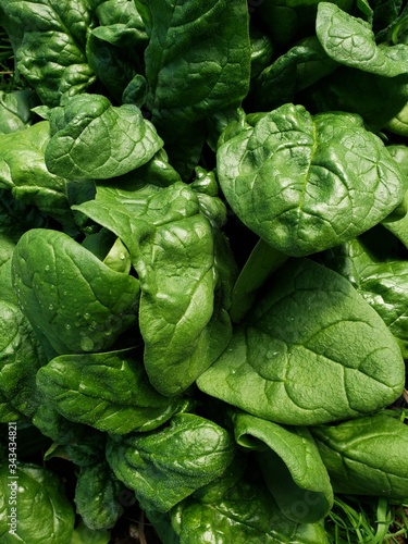 close up of spinach on a organic farm