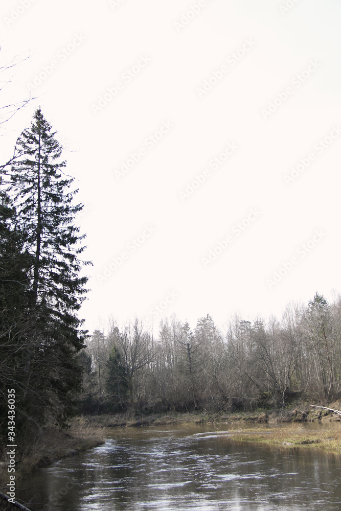 wild Baltic nature landscape with trees and river wild Baltic nature landscape with trees and river