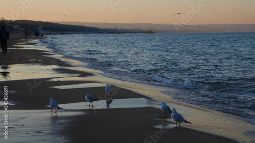 Seagulls with people by the sea at sunset