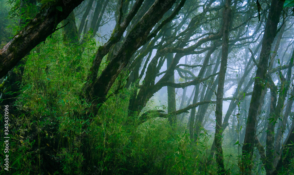 Mysterious forest of rhododendron trees with rolling fog in the mountains of Nepal. The moody and dark forest is a common scenery while trekking in Nepal. Mysterious forest of rhododendron trees with rolling fog in the mountains of Nepal. The moody and dark forest is a common scenery while trekking in Nepal.