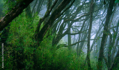 Mysterious forest of rhododendron trees with rolling fog in the mountains of Nepal.  The moody and dark forest is a common scenery while trekking in Nepal.