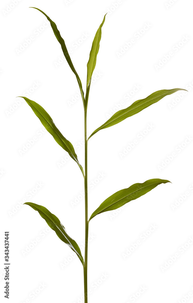 isolated image of a plant on a white background