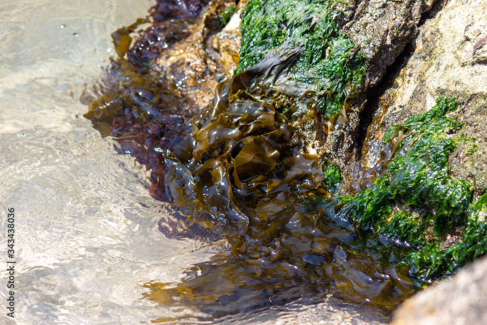 テトラポットについた海藻　わかめ