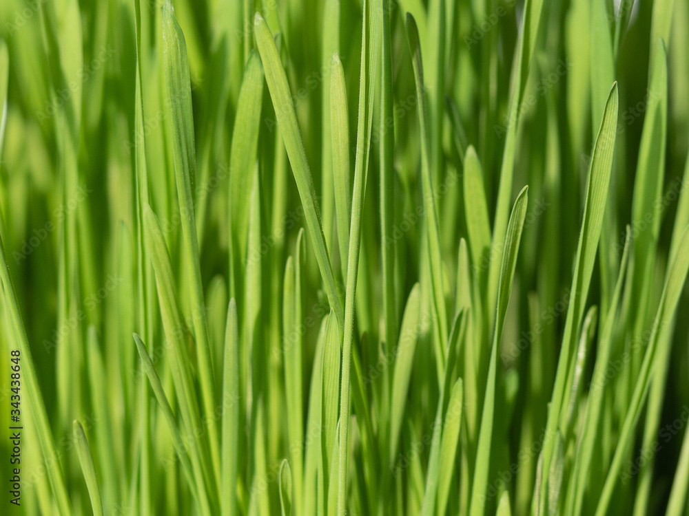 Nutritious homegrown Wheatgrass plants. close-up view Nutritious homegrown Wheatgrass plants. close-up view