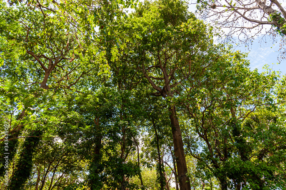 Fototapeta premium tree in the forest