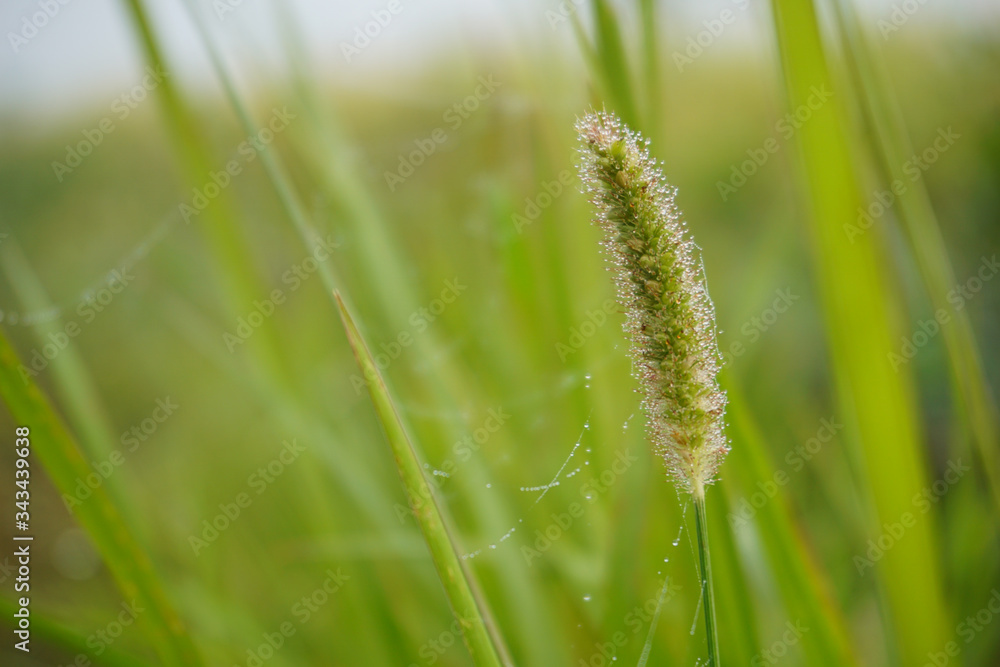 Seeds of Setaria grass covered with morning dew and blades of grass on a soft green background. 