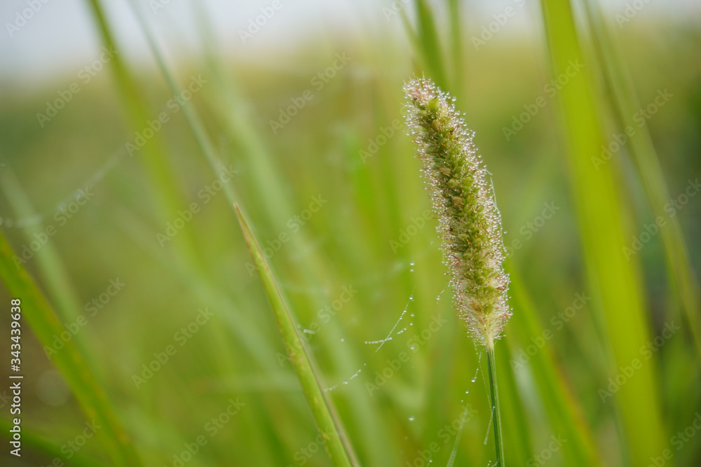 Seeds of Setaria grass covered with morning dew and blades of grass on a soft green background. Seeds of Setaria grass covered with morning dew and blades of grass on a soft green background.
