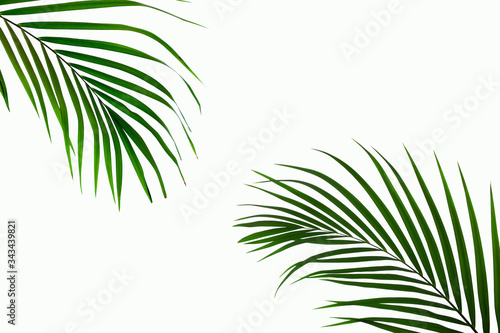 leaves of coconut isolated on white background for design elements  tropical leaf  summer background