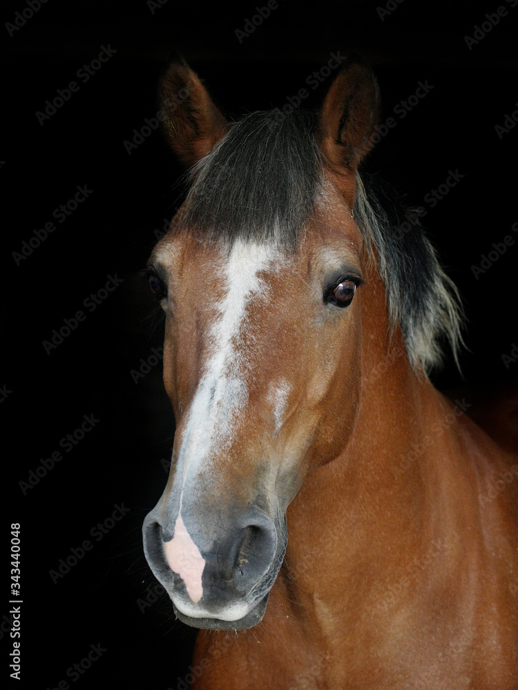 Fototapeta premium Horse Head Shot