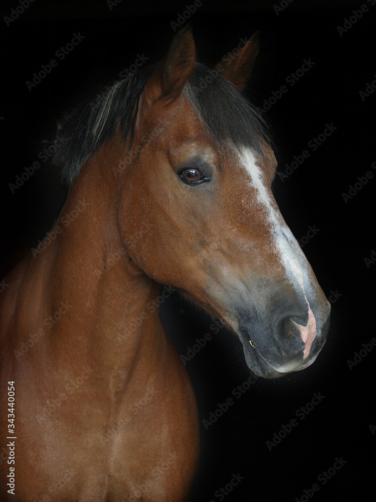 Obraz premium Horse Head Shot