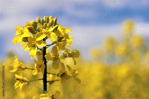 yellow flowers in spring,flower, yellow, field, nature, spring, canola, sky, agriculture, rapeseed, plant, flowers, blue, summer, blossom, oil, oilseed, crop, green, seed, farm, landscape, bloom, 