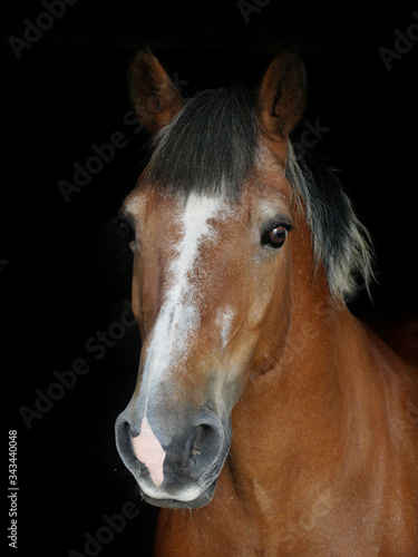 Horse Head Shot © Nigel Baker
