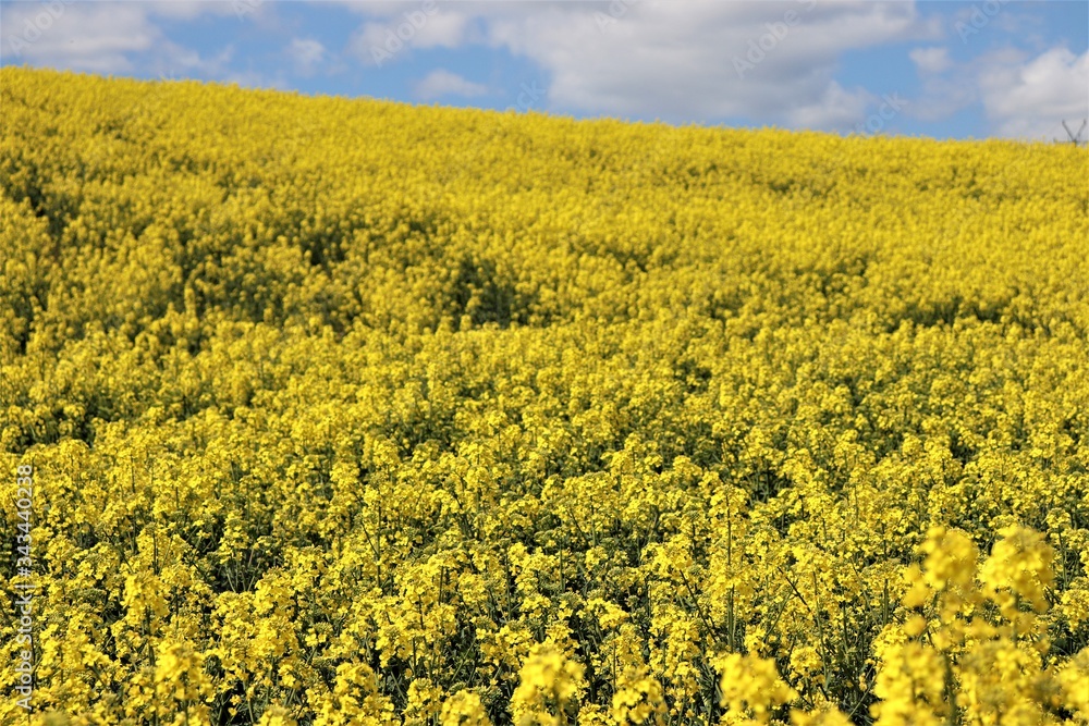 field of yellow flowers, field, sky, yellow, agriculture, landscape, flower, nature, rapeseed, canola, spring, blue, summer, farm, plant, meadow, flowers, clouds, oil, oilseed, rural, green, crop, field of yellow flowers, field, sky, yellow, agriculture, landscape, flower, nature, rapeseed, canola, spring, blue, summer, farm, plant, meadow, flowers, clouds, oil, oilseed, rural, green, crop,