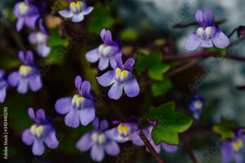 blue flowers in the garden © DUOBLA_M