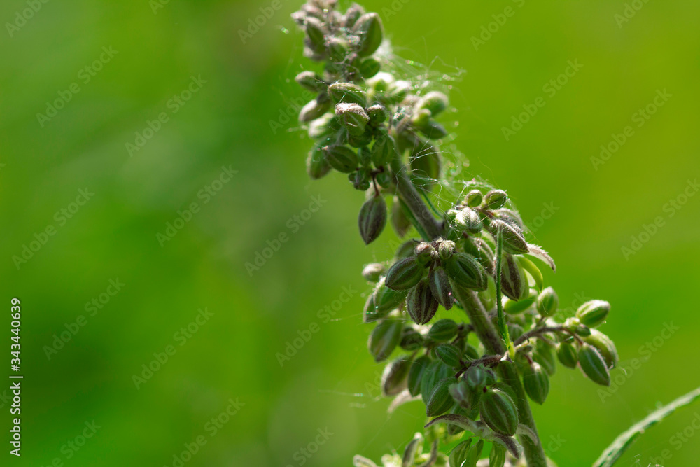 close up of marijuana, hemp bud . Cultivation of cannabis concept close up of marijuana, hemp bud . Cultivation of cannabis concept