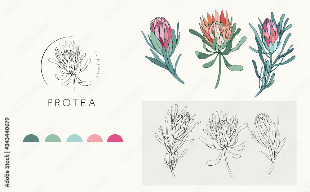 Protea logo and flowers. Hand drawn wedding herb, plant and monogram with elegant leaves for invitation save the date card design. Botanical rustic trendy greenery - obrazy, fototapety, plakaty 