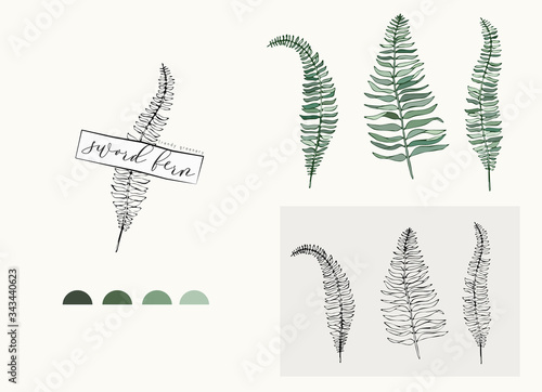 Sword fern leaf logo and branch. Hand drawn wedding herb, plant and monogram with elegant leaves for invitation save the date card design. Botanical rustic trendy greenery vector