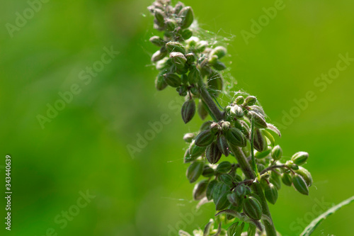 close up of  marijuana, hemp bud .  Cultivation of cannabis concept