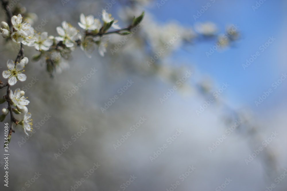 white flowers against blue sky white flowers against blue sky