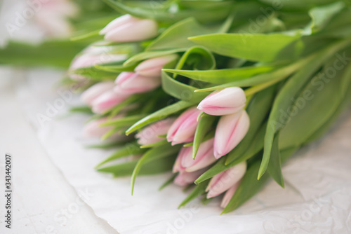 Pink tulips on the white background horizontal