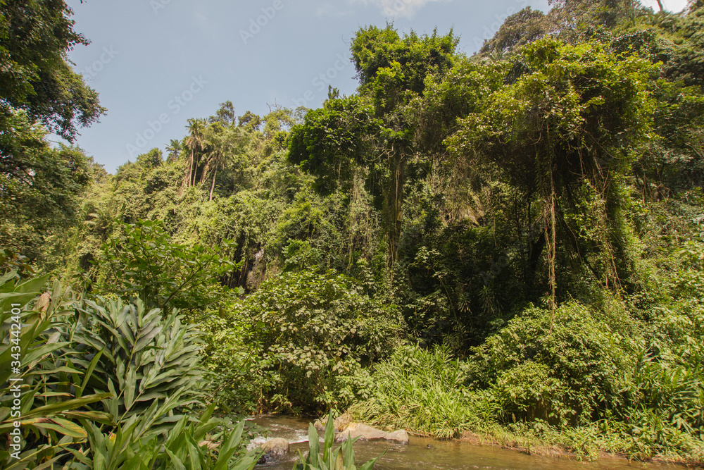 Jungle in Tanzania, Africa, on a sunny day Jungle in Tanzania, Africa, on a sunny day