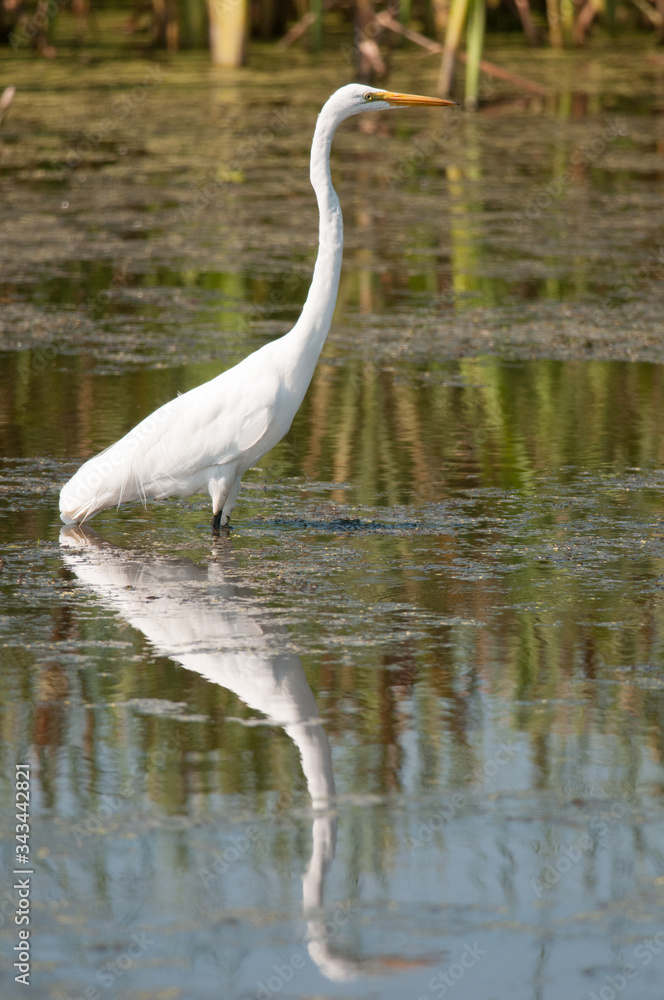 Great Egrets Great Egrets