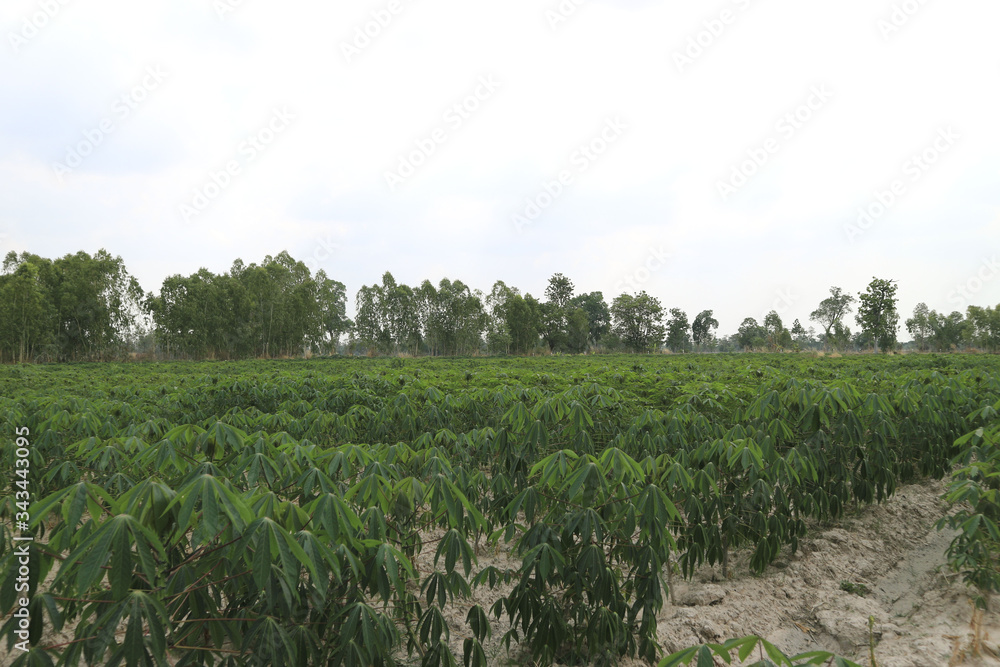 Cassava tree in the field,young tree . Cassava tree in the field,young tree .