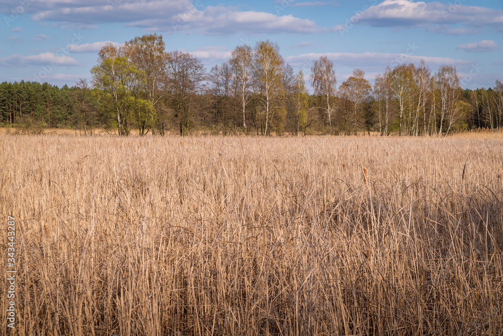 spring trees and a lake overgrown with reed spring trees and a lake overgrown with reed