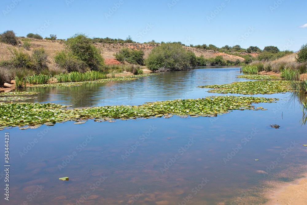 clay lake among the foliage