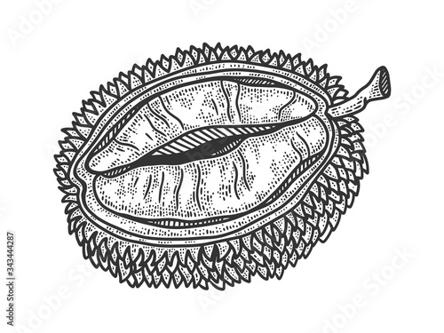 Durian fruit sketch engraving vector illustration. T-shirt apparel print design. Scratch board imitation. Black and white hand drawn image.