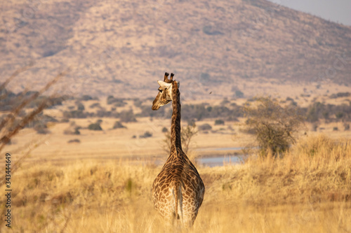 A solitary and wary South African giraffe (Giraffa camelopardalis giraffa) cow, standing close to an earth dam at sunset, in a South African nature reserve. 