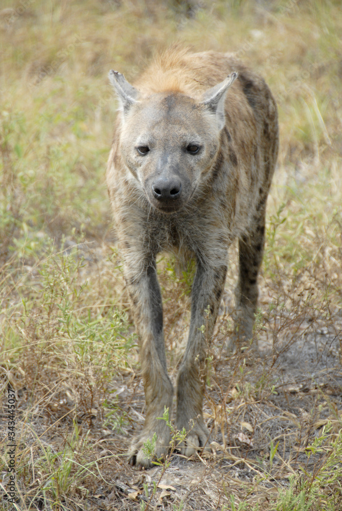 Spotted Hyena, Kruger National Park, South Africa Spotted Hyena, Kruger National Park, South Africa