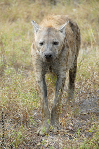 Spotted Hyena, Kruger National Park, South Africa