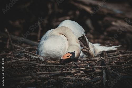 swan sits in the nest