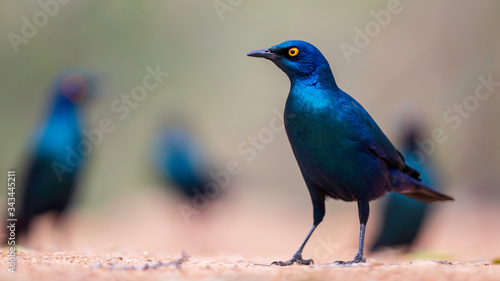 Foto Starling