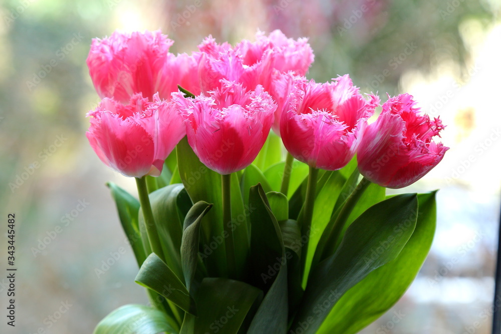 Fototapeta premium spring tulips in a vase 