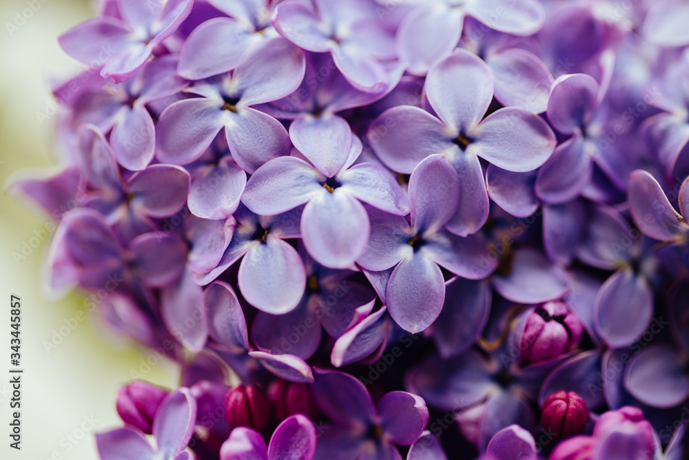 Spring flowering lilac. Macro shot of lilac flowers. Spring flowering lilac. Macro shot of lilac flowers.