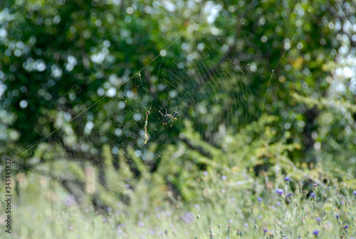 Spider web, Kruger National Park, South Africa