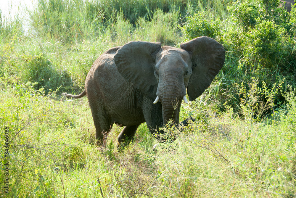 Fototapeta premium Elephant flapping ears, Kruger National Park, South Africa