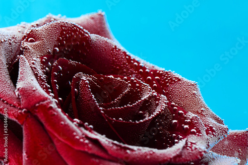 Red rose with dew drops on a blue background. Preparation of postcards