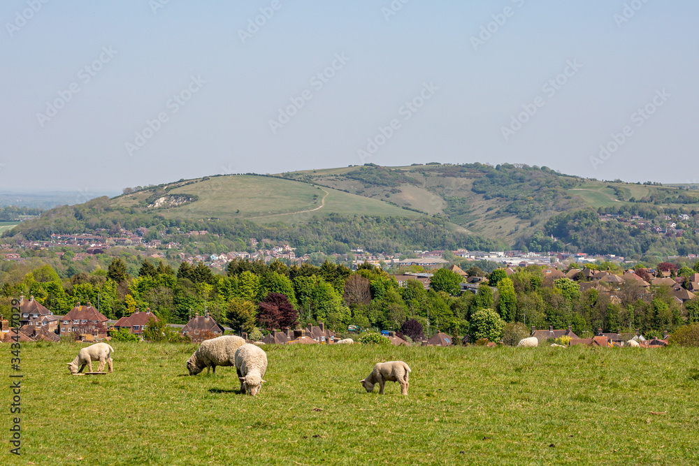 Sheep and lambs grazing in a field with the town of Lewes behind