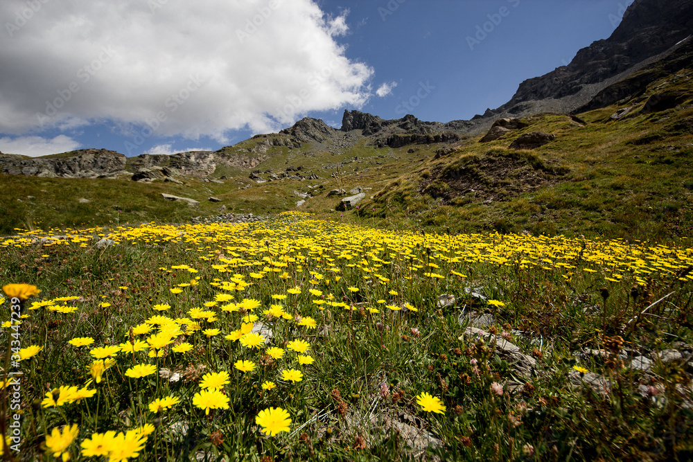 Prato alpino Prato alpino