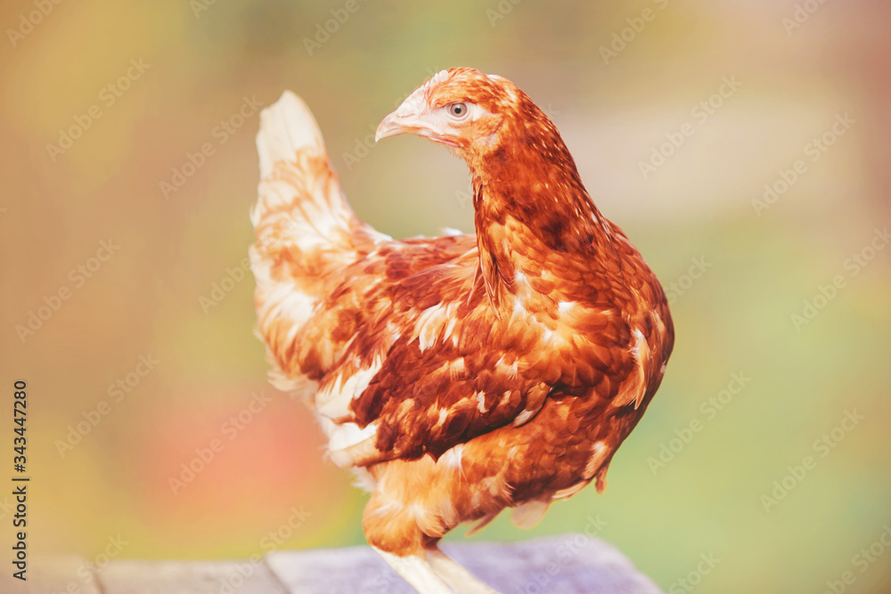 Fototapeta premium A beautiful domestic farm chicken with bright red plumage stands proudly on a wooden platform.